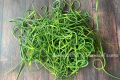 Вкусная зима: как приготовить маринованные чесночные стрелки на долгие месяцы