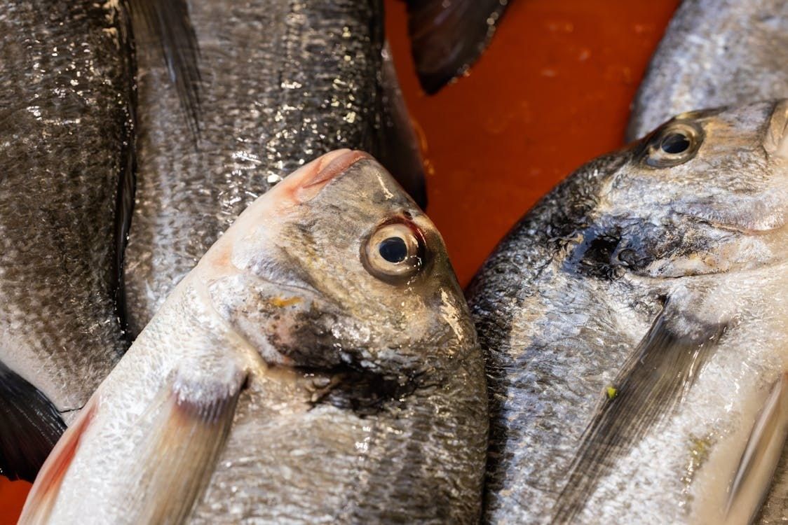 Цены на рыбу и морепродукты в Казахстане: рекордный рост за год