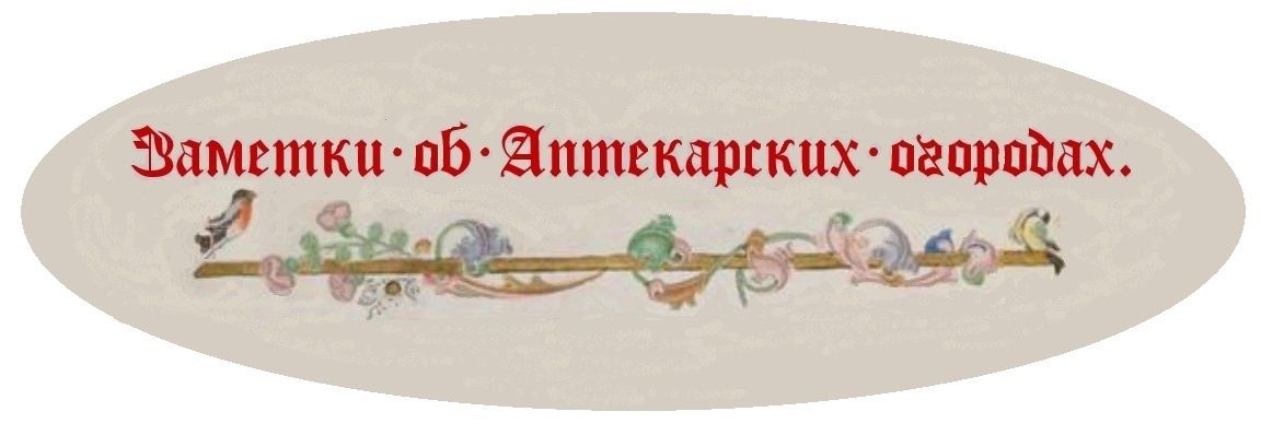 Ткемали с ревенем: освежите ваши блюда уникальным соусом